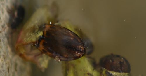 Hydroporus tessellatus